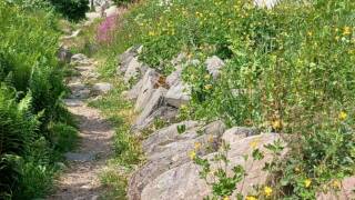Somrigt landskap med ängsblommor.