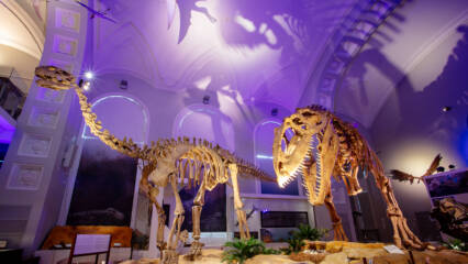 Dinosaurusten luurangot museossa.