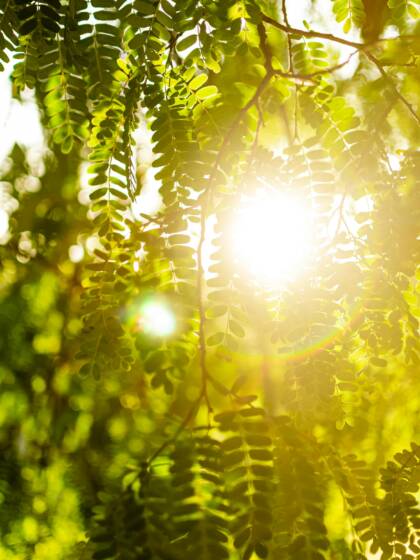 Aurinko paistaa puun lehtien lomasta.