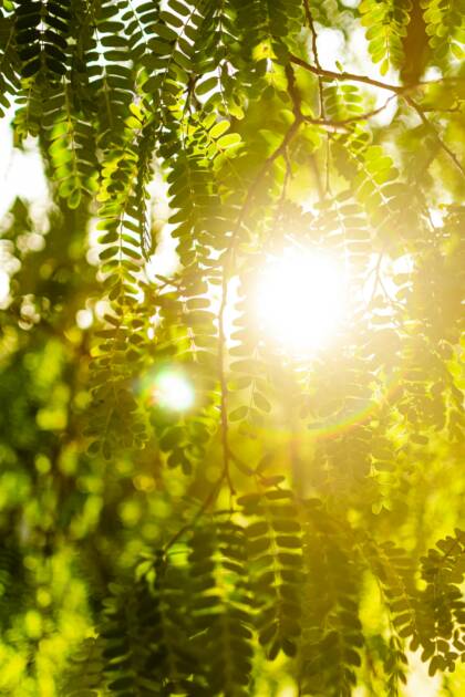 Aurinko paistaa puun lehtien lomasta.